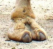 cameltoe wikipedia